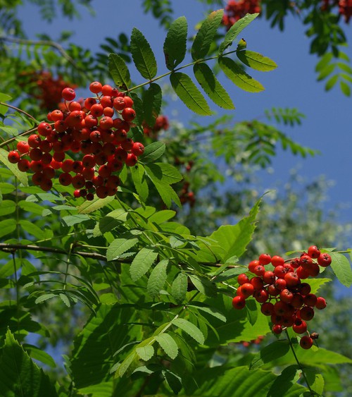 fruit