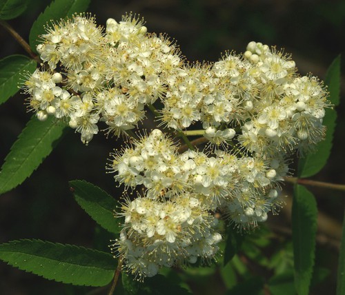 inflorescence