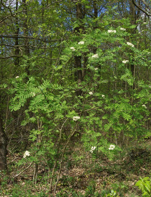 Plante entière