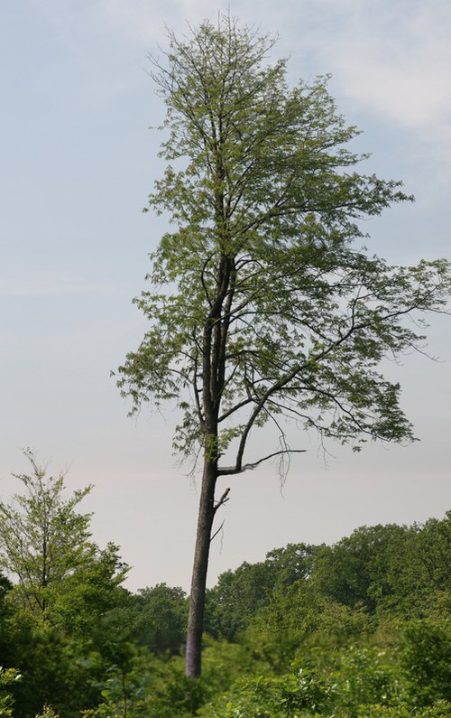 Plante entière