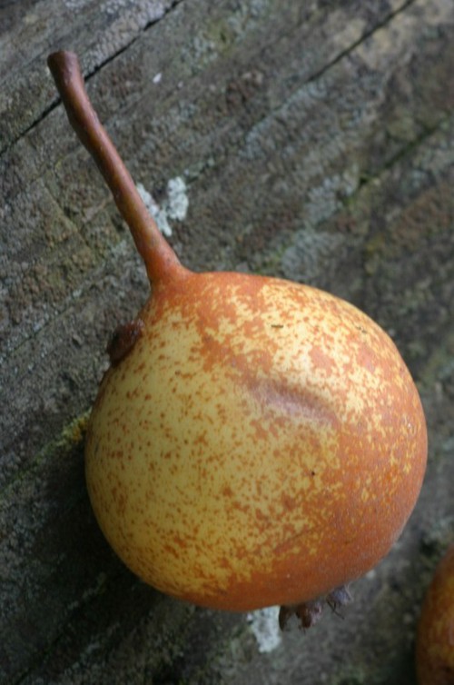 détail fruit