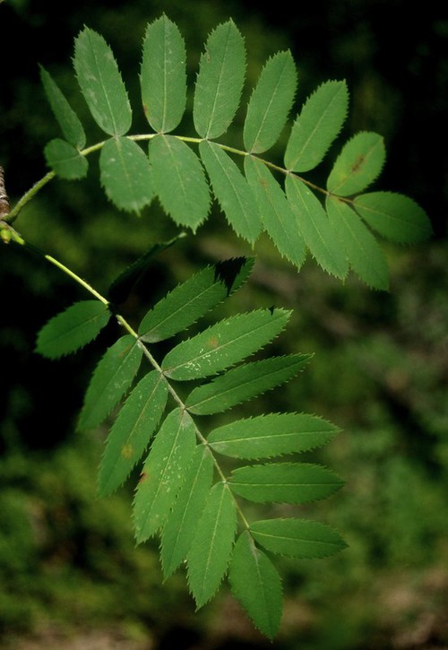 feuille