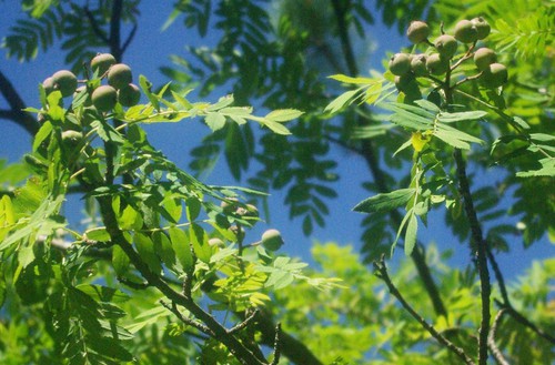 fruit