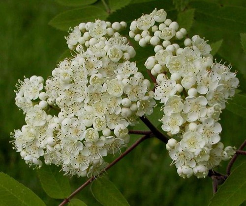 inflorescence
