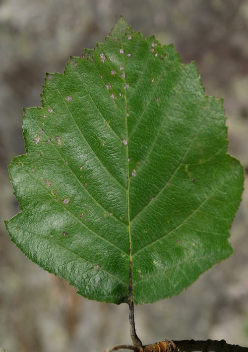 détail feuille