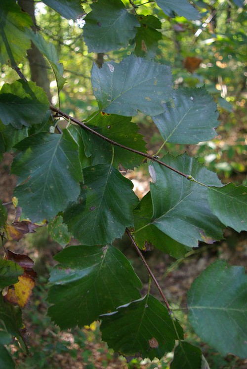 feuille
