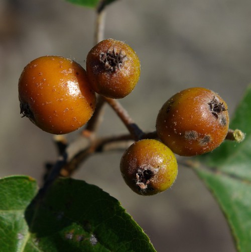 fruit
