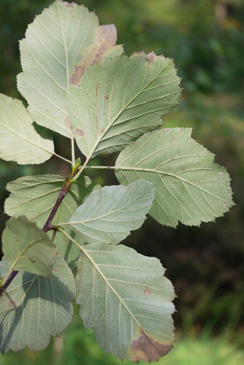 revers feuille