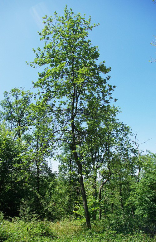 Plante entière