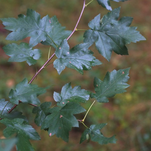 feuille