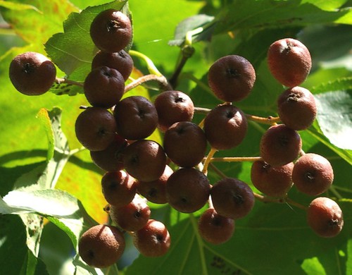 fruit