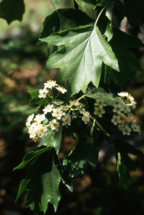 inflorescence