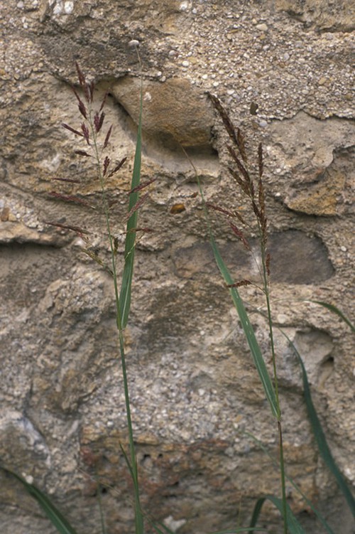 Plante entière