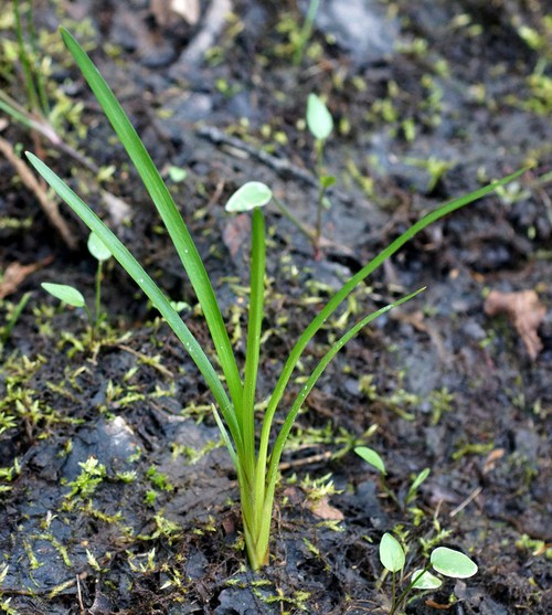 feuille