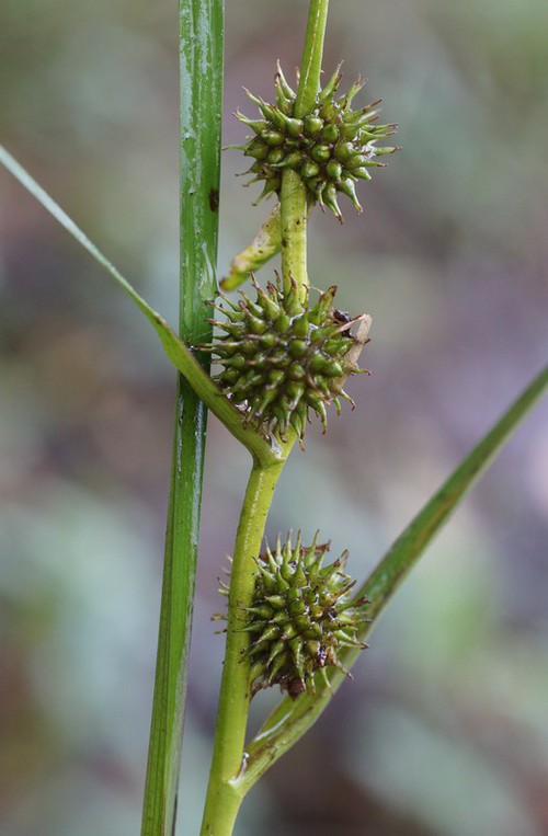fruit