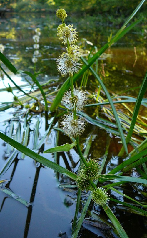 inflorescence