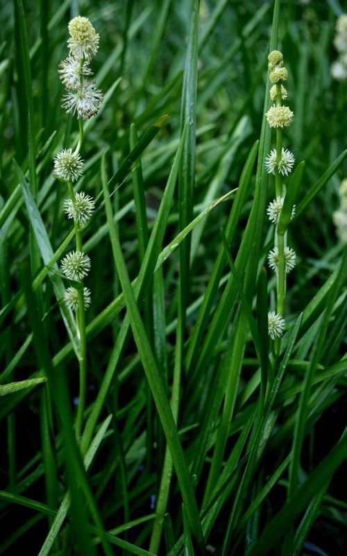 Plante entière
