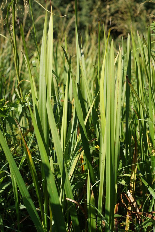 feuille