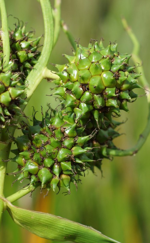 fruit