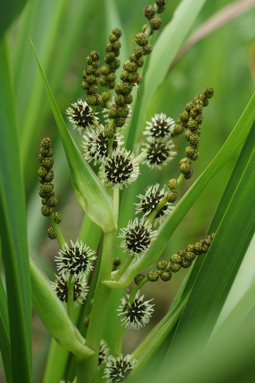 inflorescence