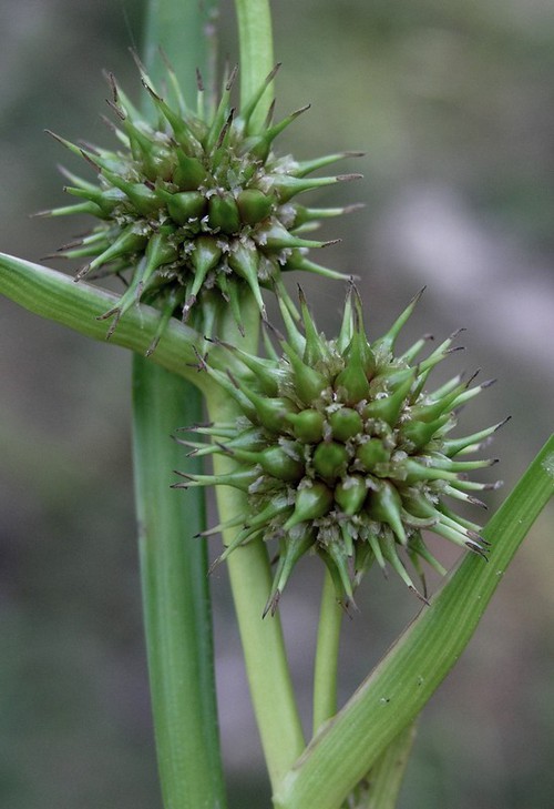 fruit
