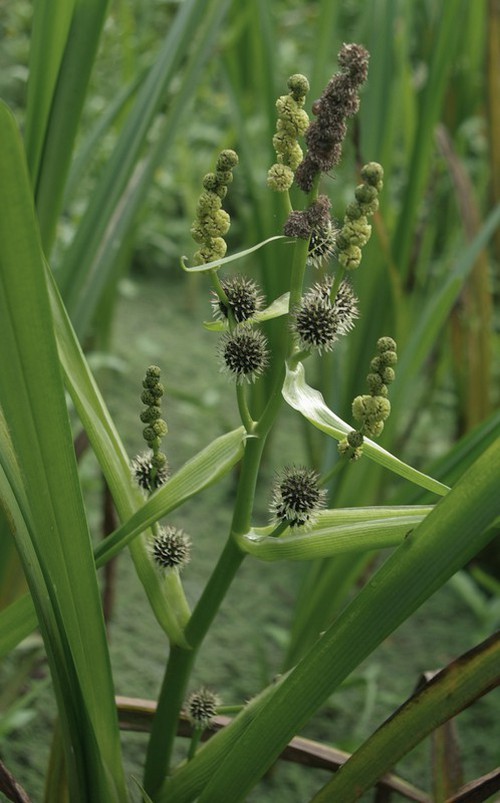Plante entière