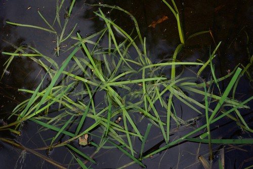 feuille