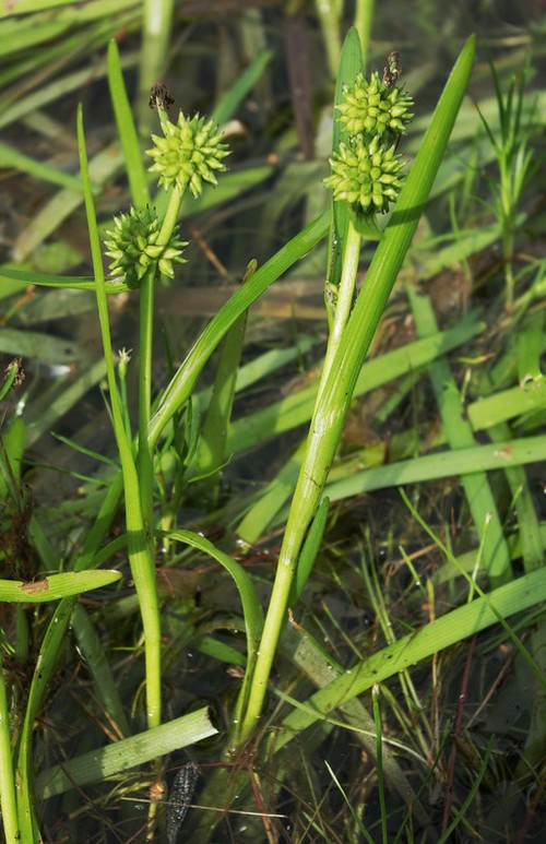 fruit