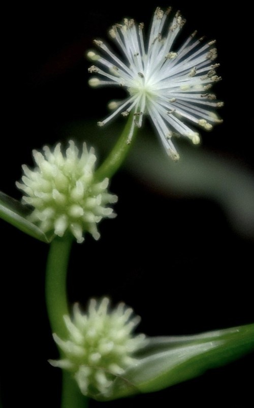 inflorescence