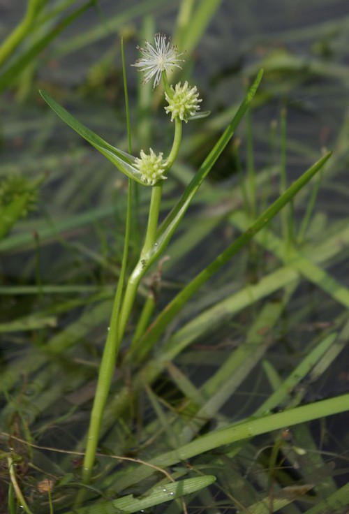 Plante entière