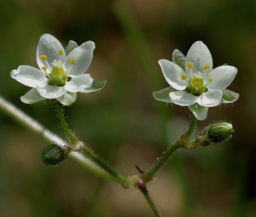 détail fleur