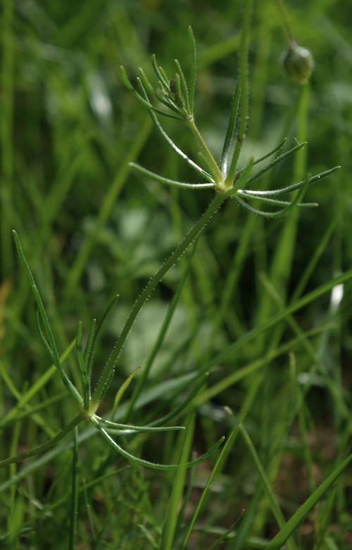 feuille