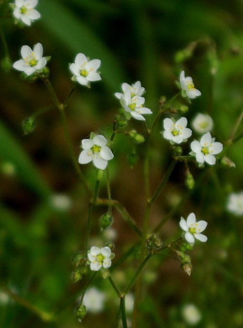 fleur