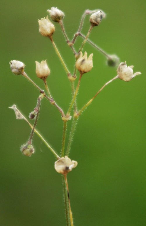 fruit