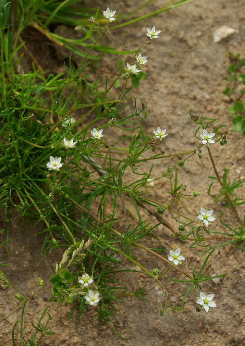 Plante entière