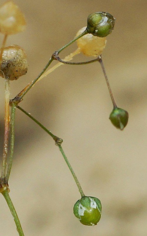 détail fruit