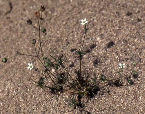 Plante entière