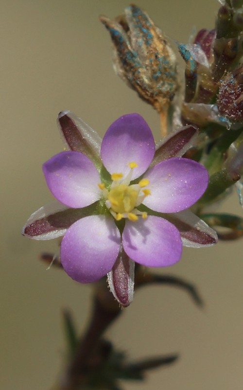 fleur