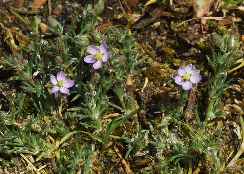 Plante entière