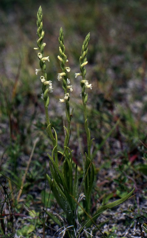 Spiranthes aestivalis