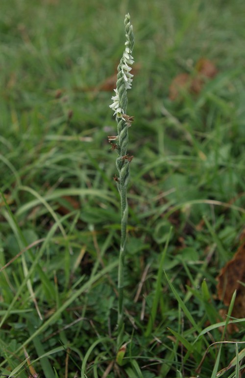 Spiranthes spiralis