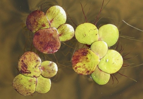 Spirodela polyrhiza