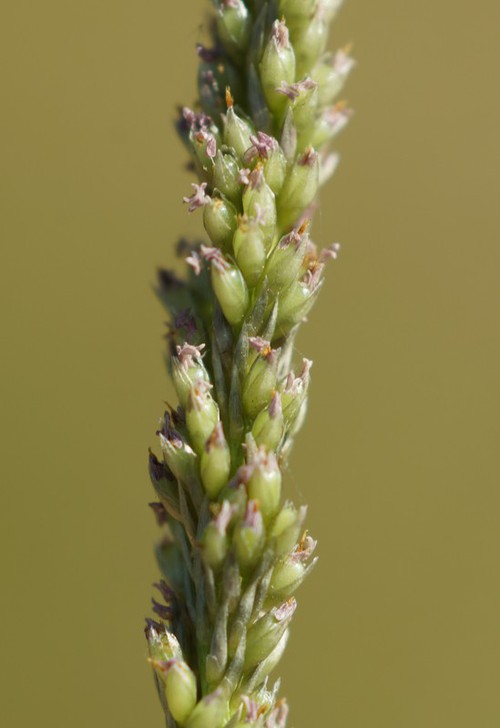 Inflorescence