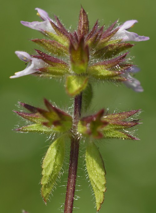 Inflorescence