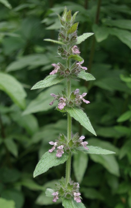 Stachys alpina