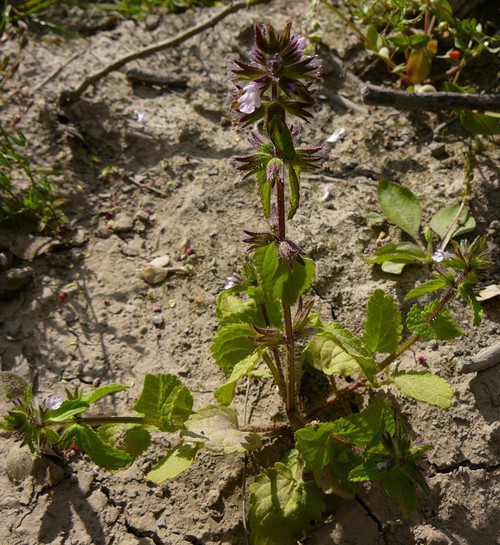 Stachys arvensis