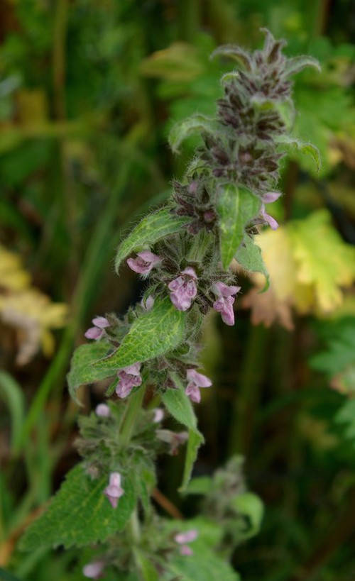 Stachys germanica