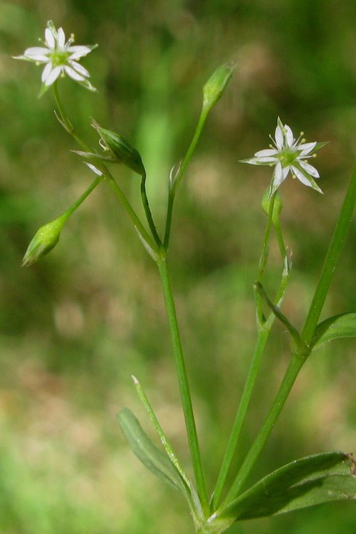 Stellaria alsine