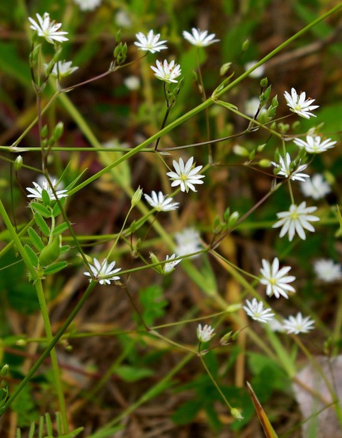Inflorescence