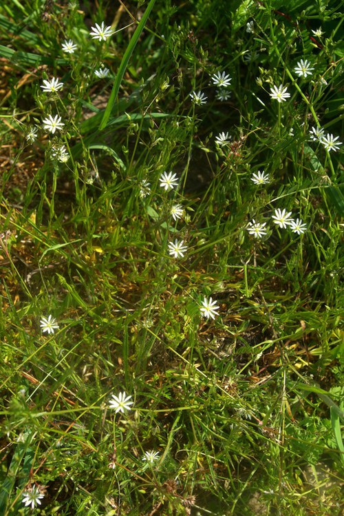 Stellaria graminea